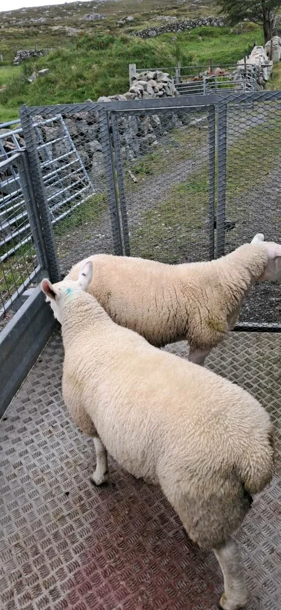 Ewe lambs - Image 3