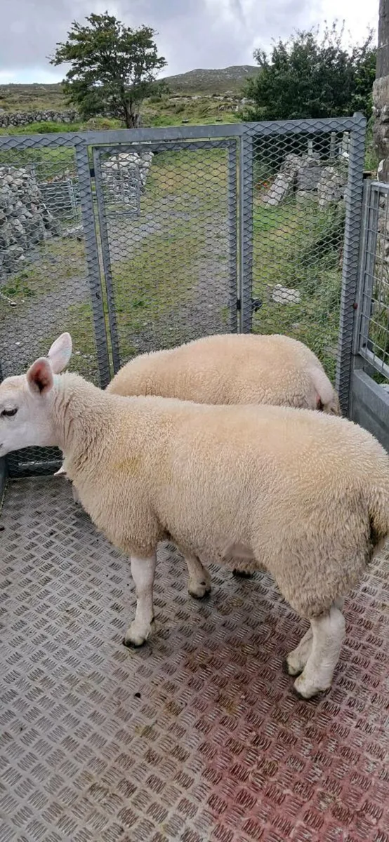 Ewe lambs - Image 4