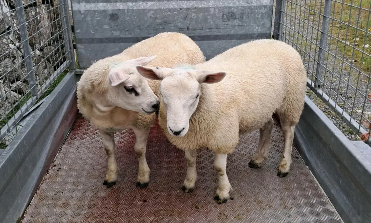 Ewe lambs - Image 1