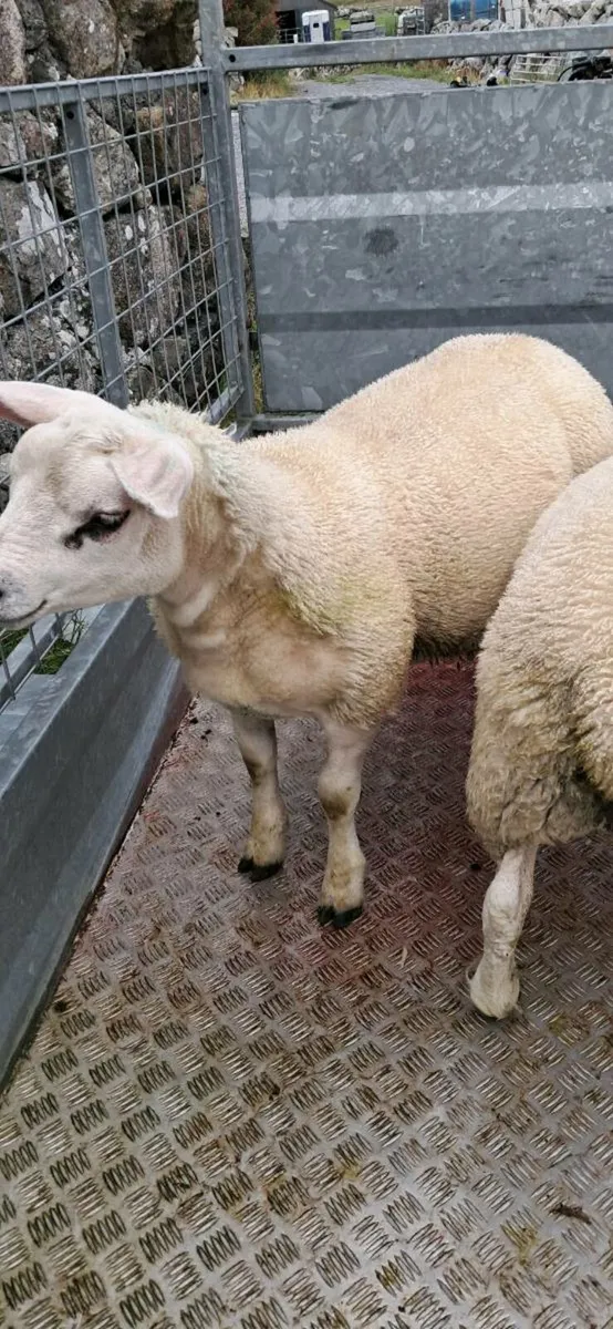 Ewe lambs - Image 2