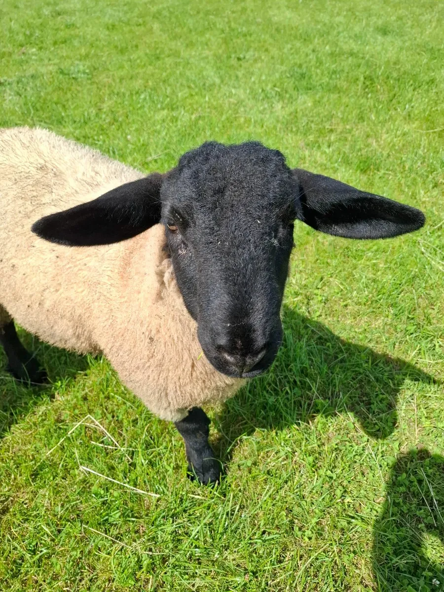 Suffolk Ram Lambs PBNR - Image 1