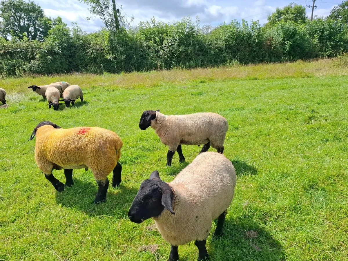 Suffolk Ram Lambs PBNR - Image 2