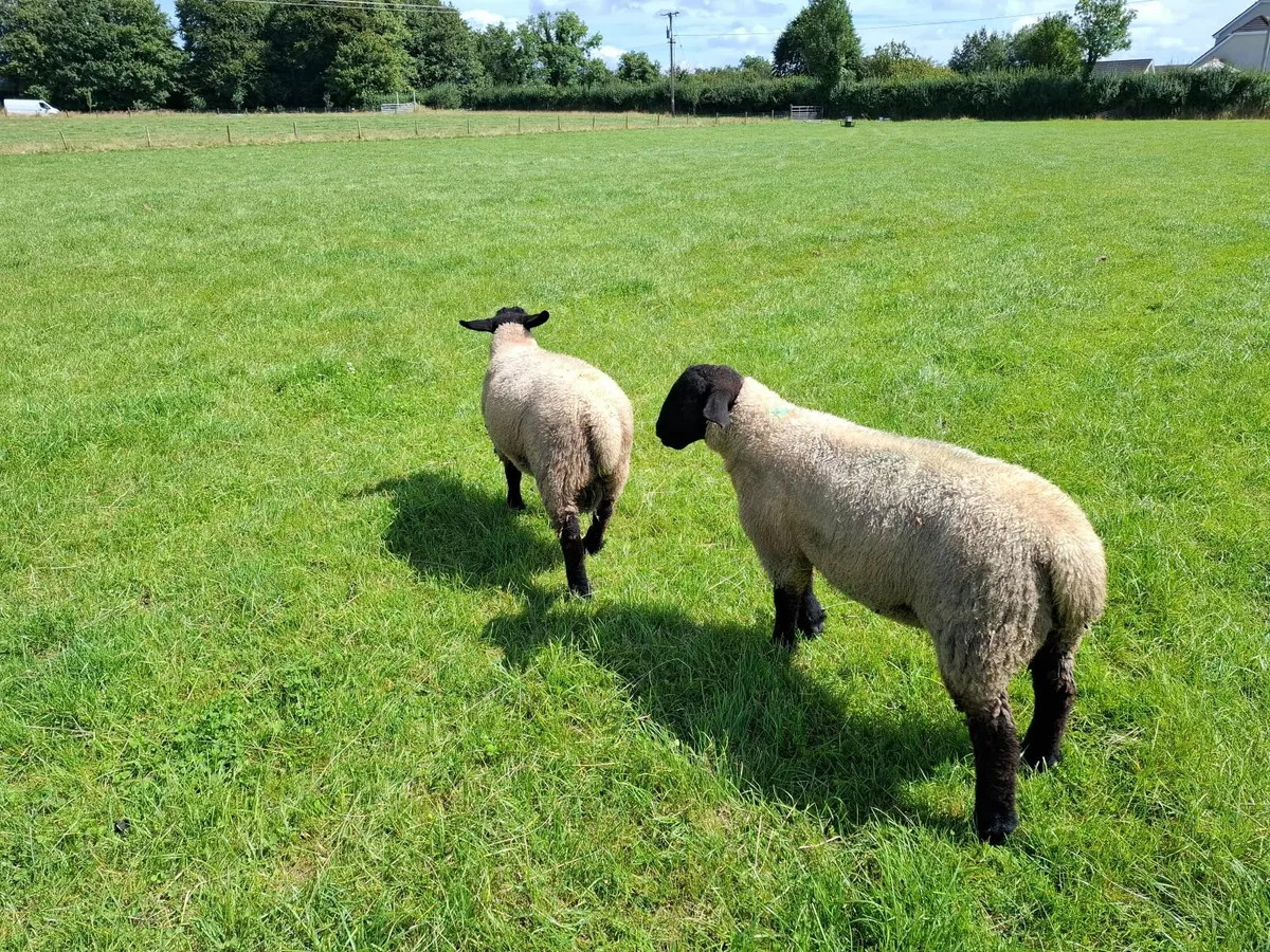 Suffolk Ram Lambs PBNR - Image 3
