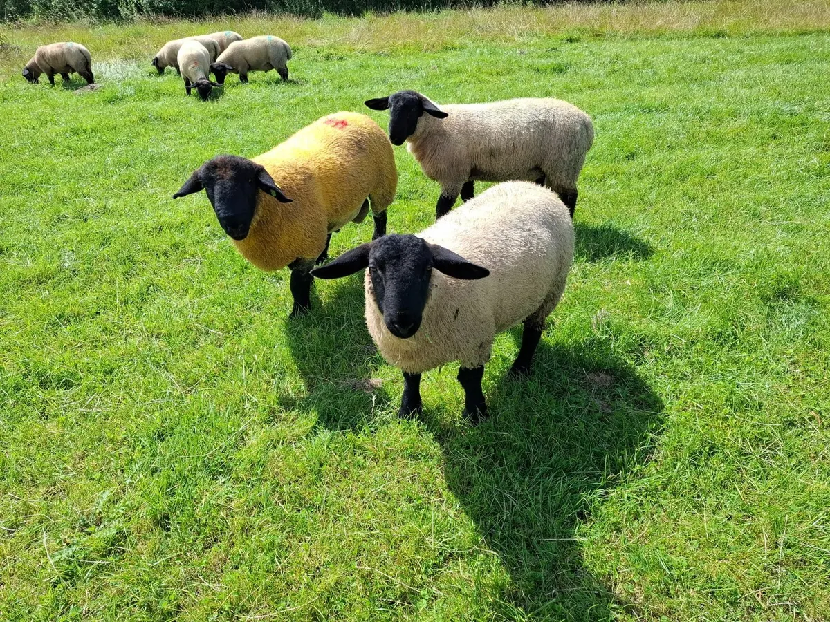 Suffolk Ram Lambs PBNR - Image 4