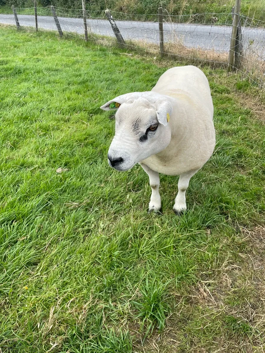 PBR SIS Approved Texel Ram - Image 1