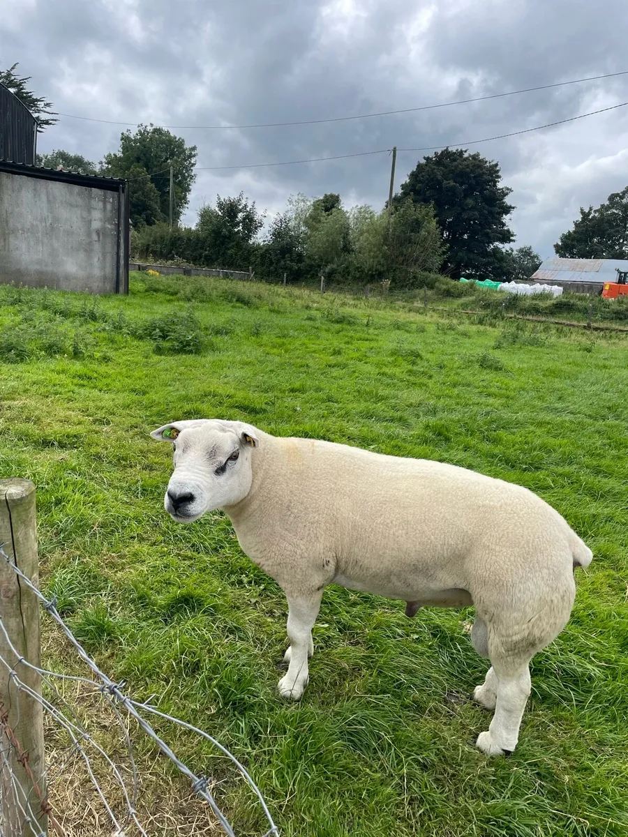 PBR SIS Approved Texel Ram - Image 2