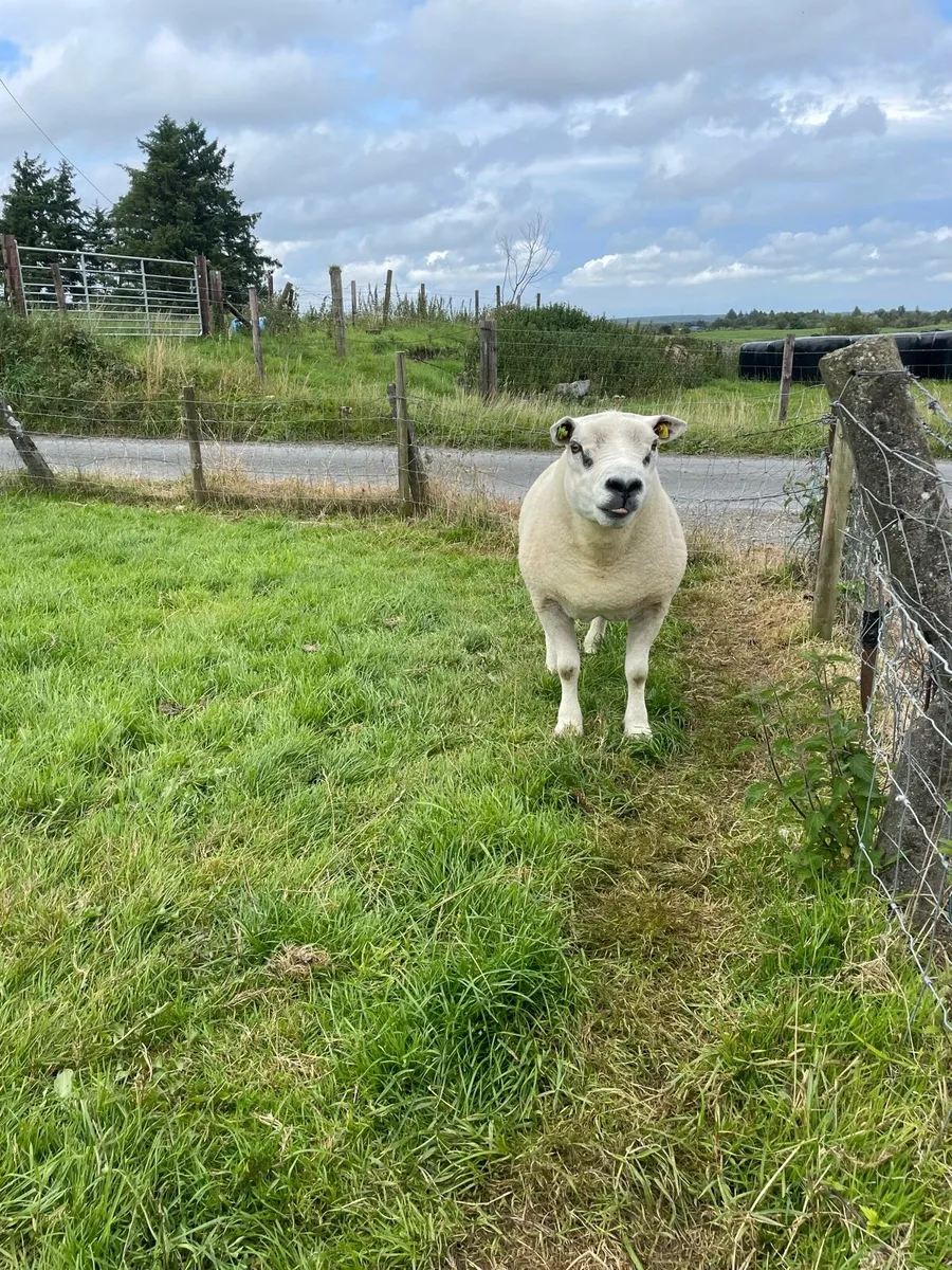 PBR SIS Approved Texel Ram - Image 3