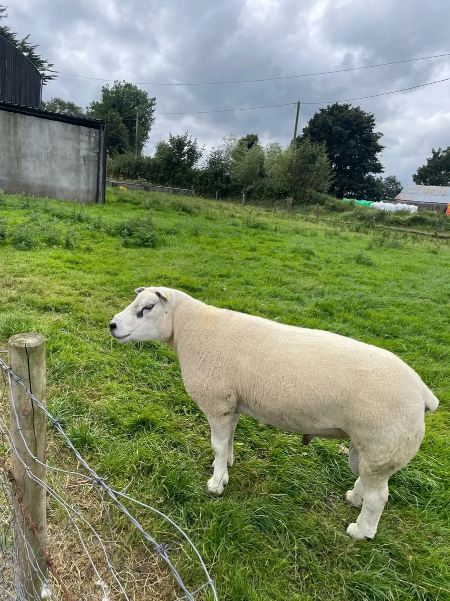 PBR SIS Approved Texel Ram - Image 4