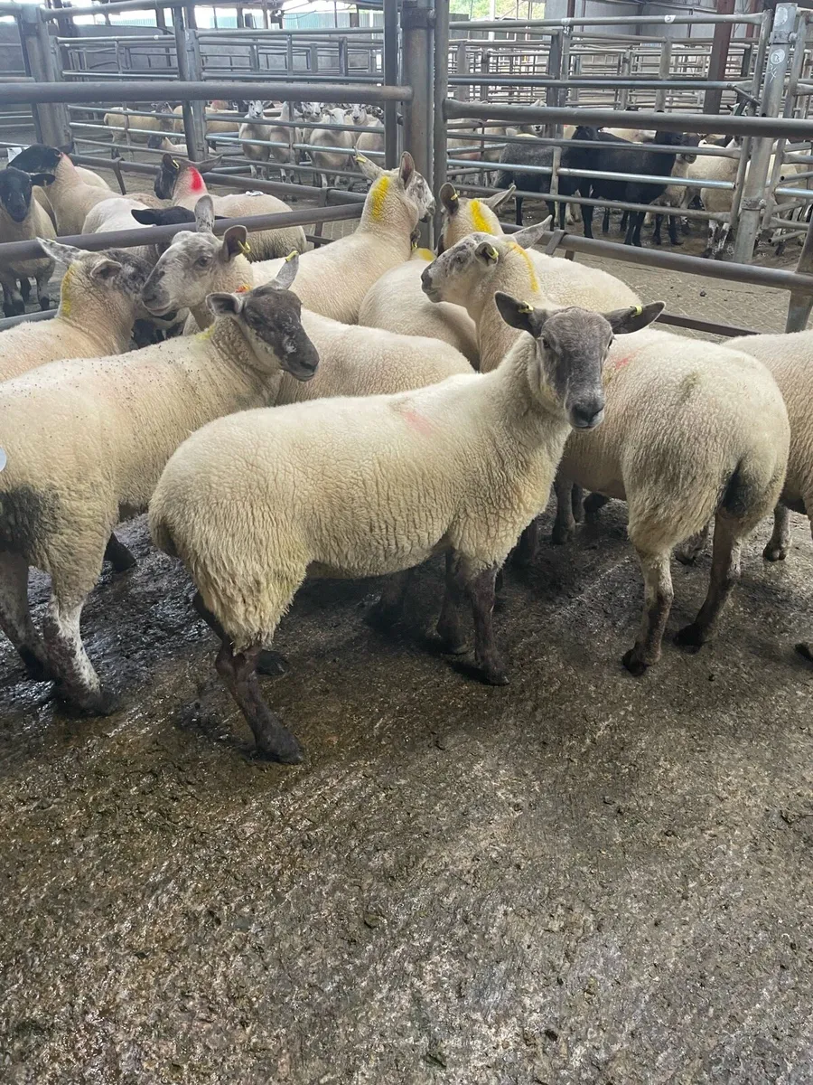 Ewe hoggets - Image 2