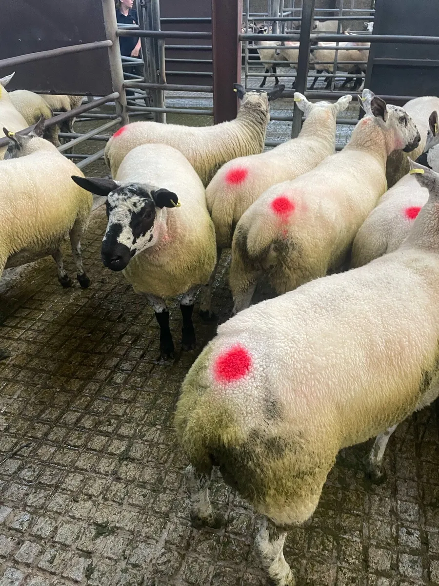 Ewe hoggets - Image 3