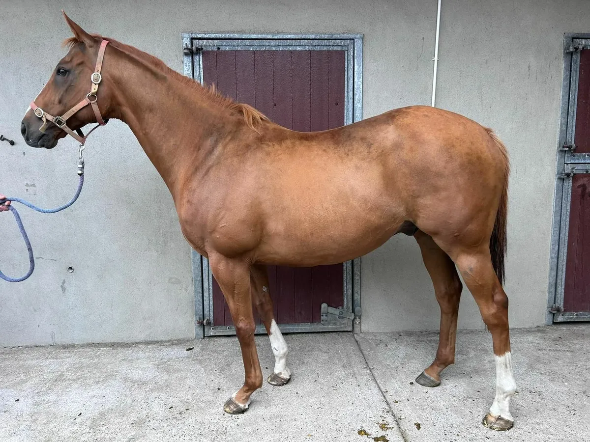 Big Red - The Friendly Giant - Image 1