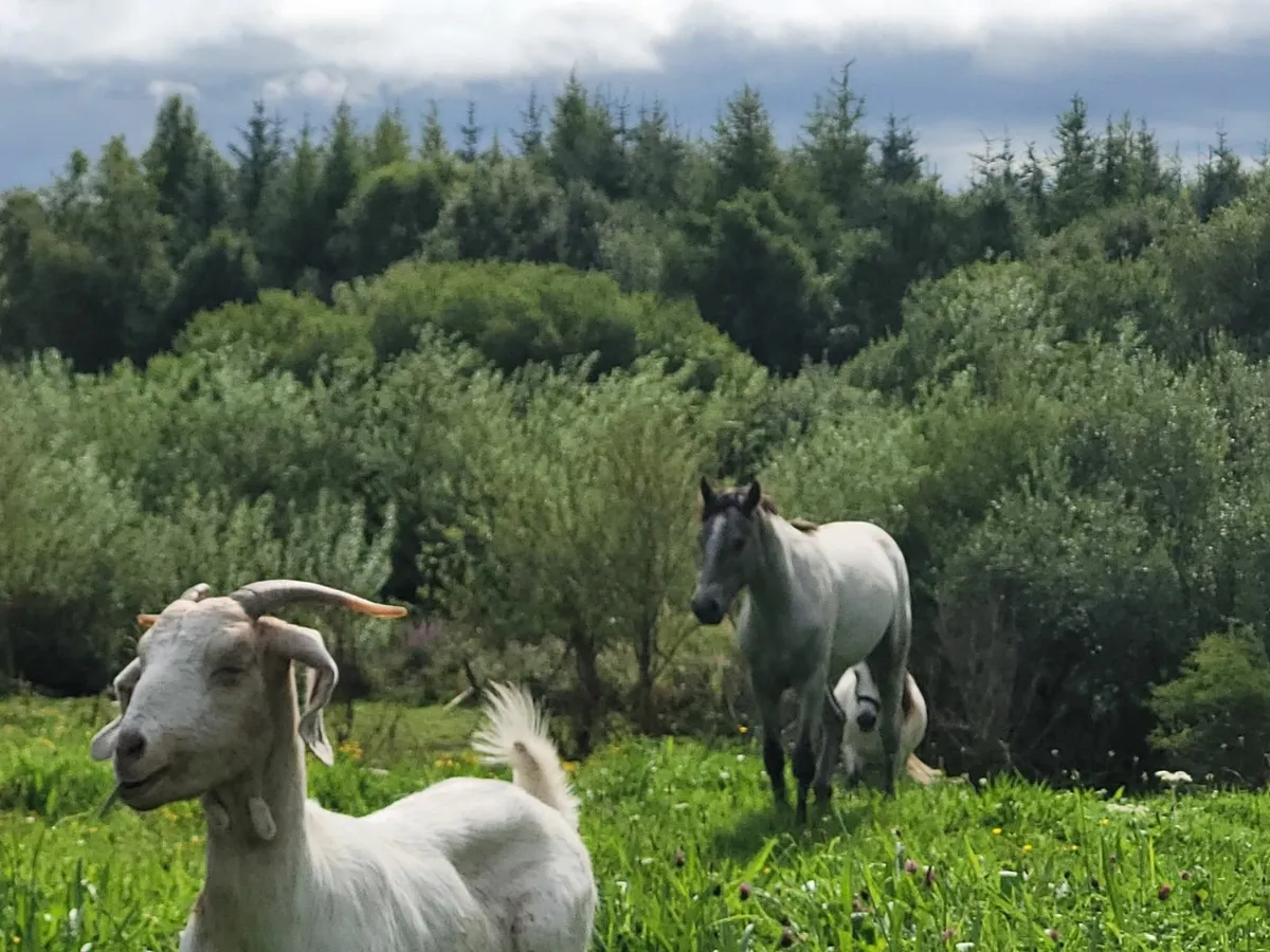 Milking goats and nuetered hand reared tame males - Image 4