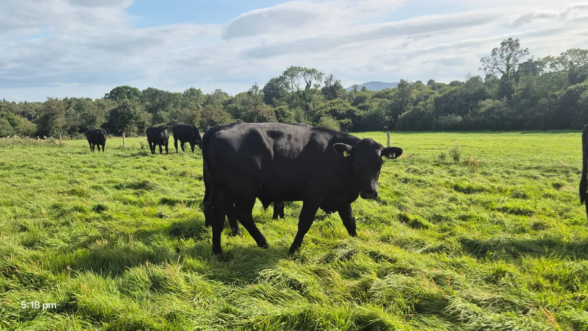 65 Aberdeen Angus Bullocks for sale - Image 1