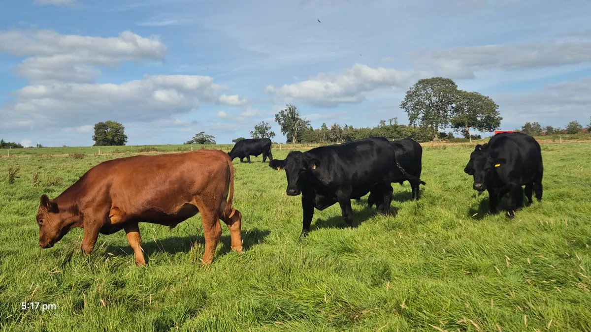 65 Aberdeen Angus Bullocks for sale - Image 2