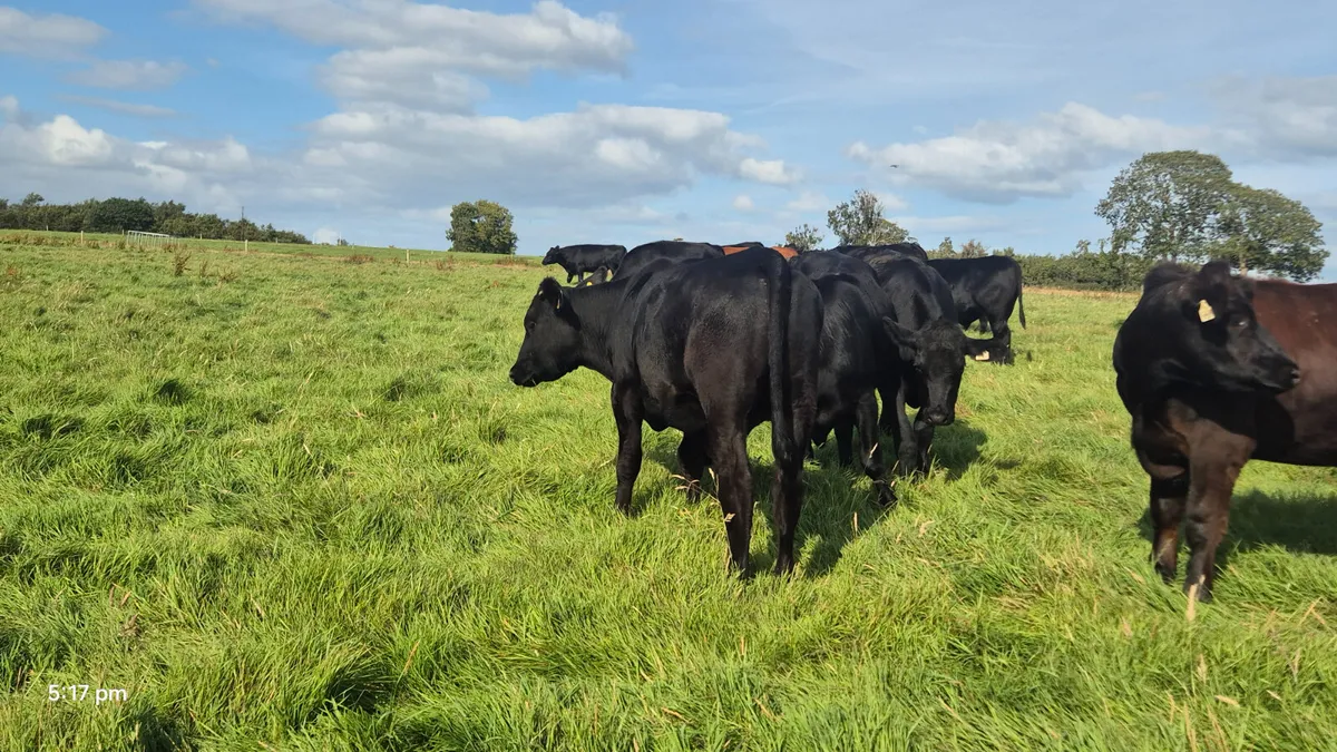 65 Aberdeen Angus Bullocks for sale - Image 3
