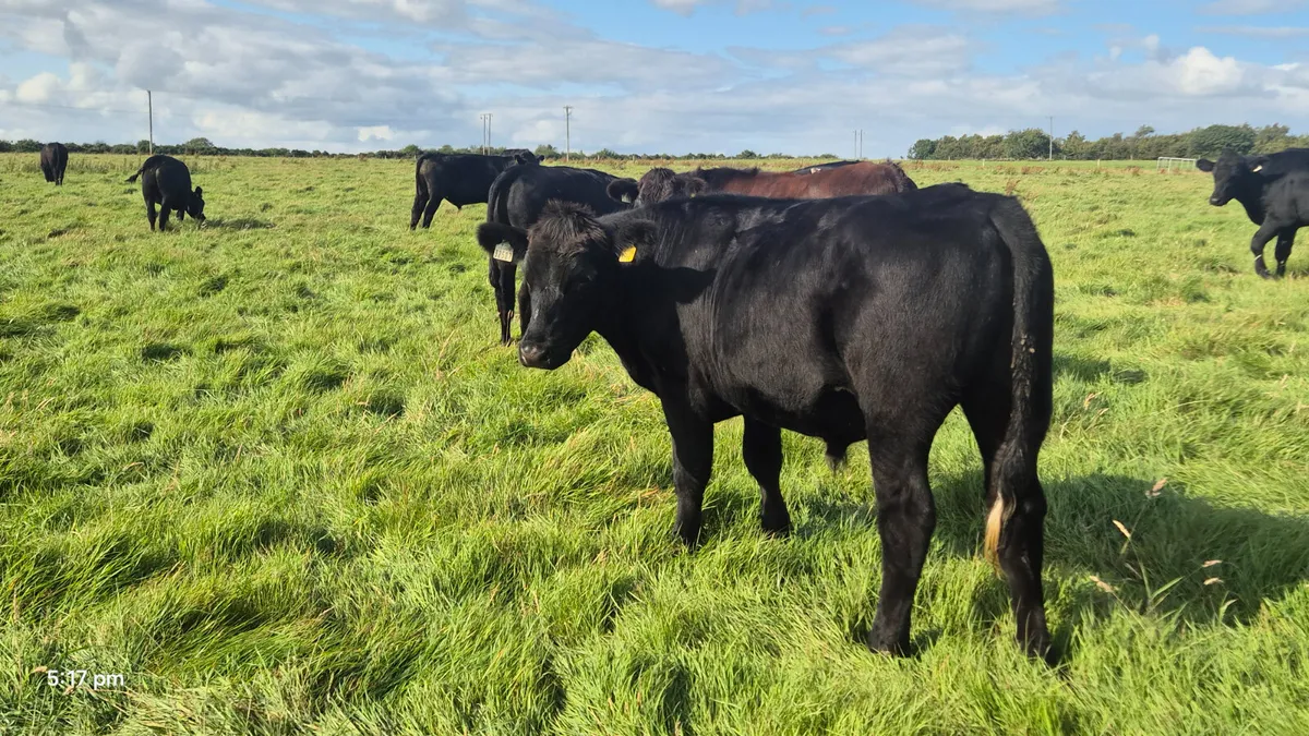 65 Aberdeen Angus Bullocks for sale - Image 4