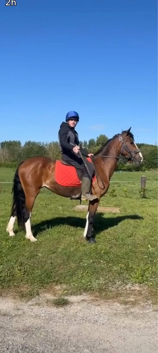 3 year old quality Hackney mare - Image 1