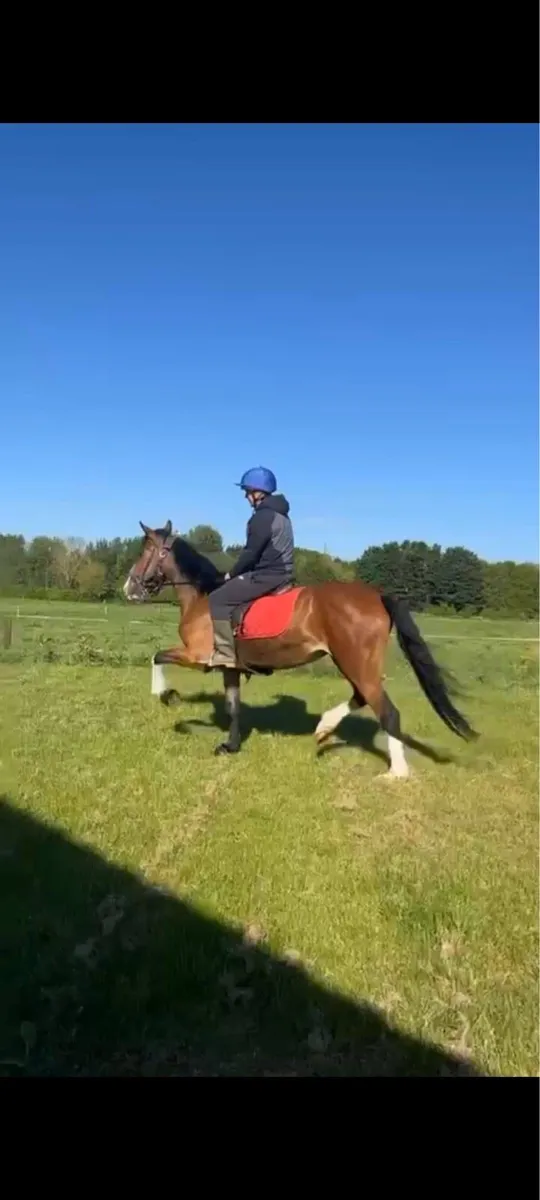 3 year old quality Hackney mare - Image 2