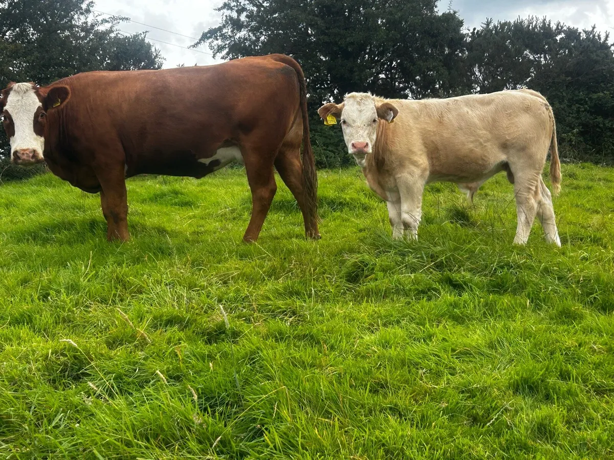 Limousin Cow & Charolais Bull Calf - Image 1