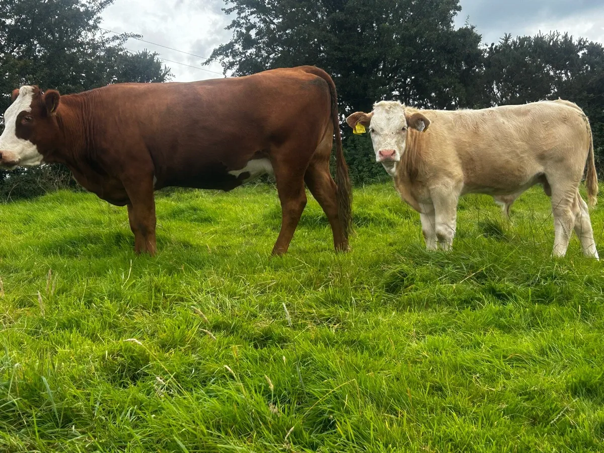 Limousin Cow & Charolais Bull Calf - Image 2