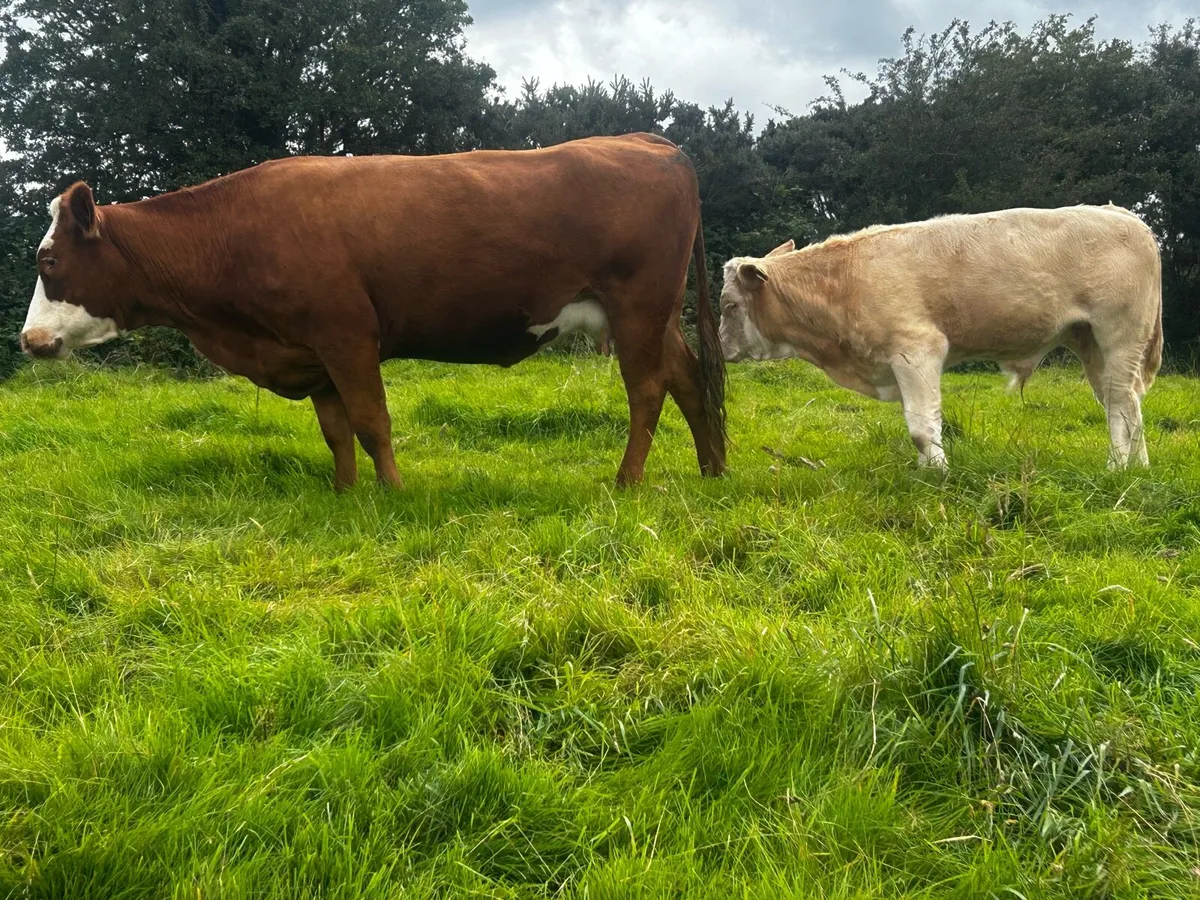 Limousin Cow & Charolais Bull Calf - Image 3