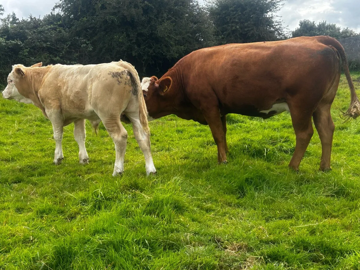 Limousin Cow & Charolais Bull Calf - Image 4