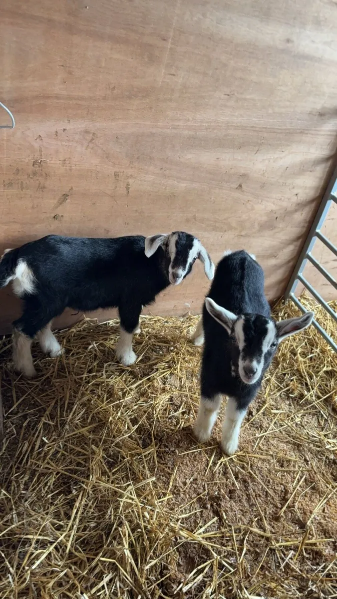 Goats - Image 2