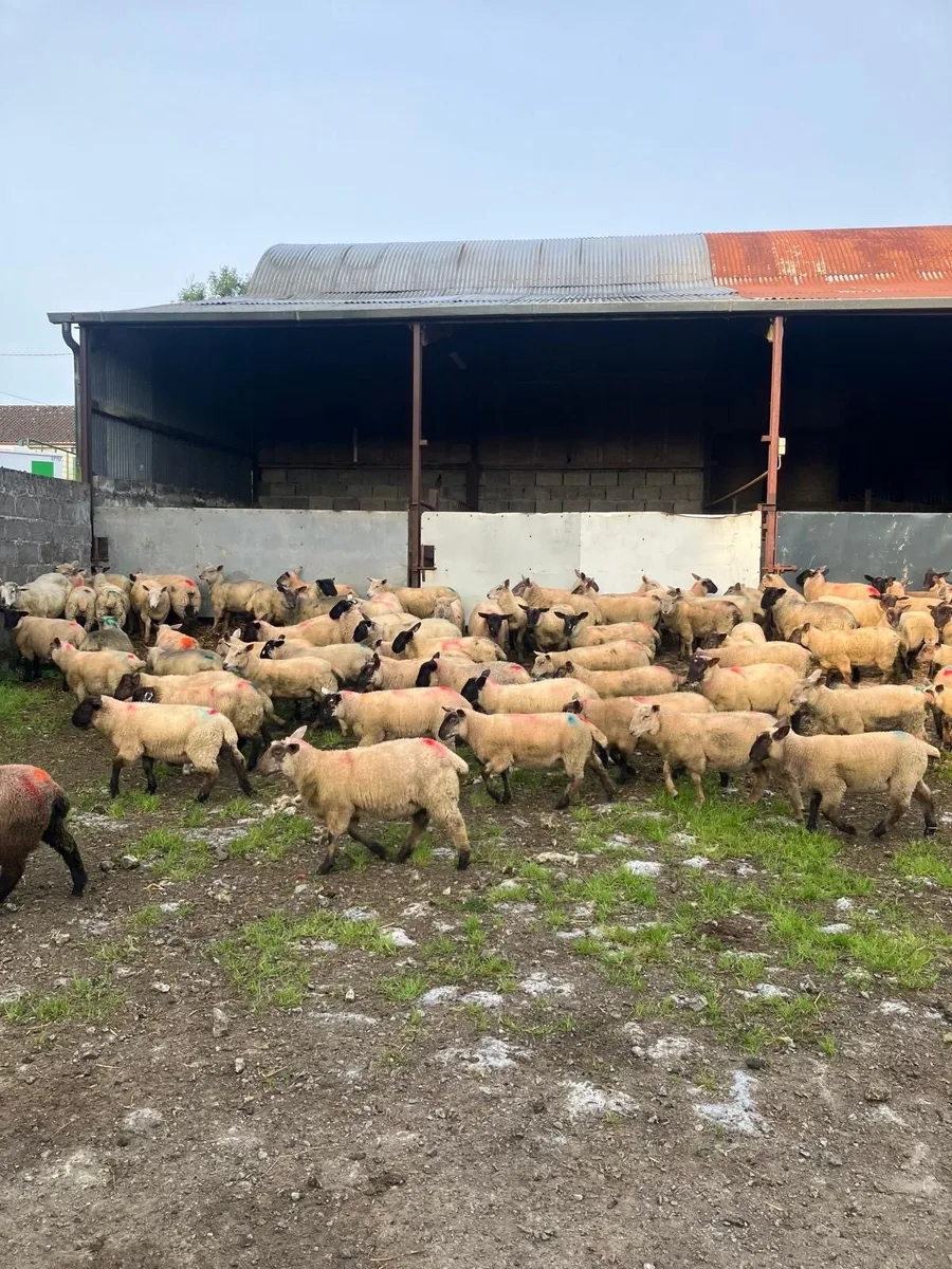 Lambs - Image 1