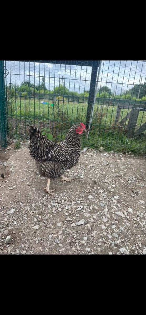 Barred Plymouth Rock Chicken - Image 1