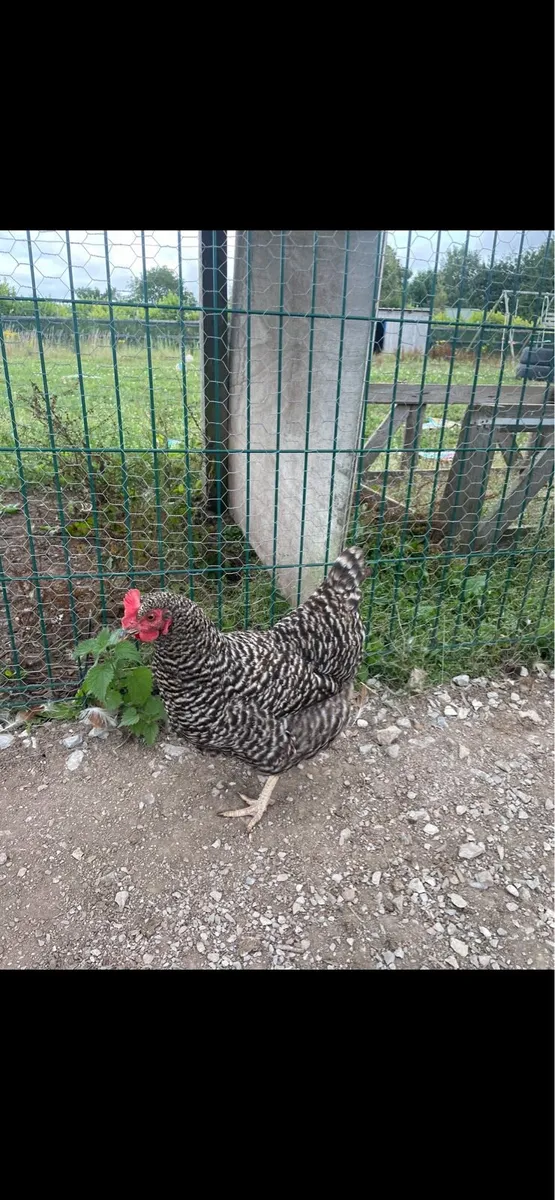 Barred Plymouth Rock Chicken - Image 2