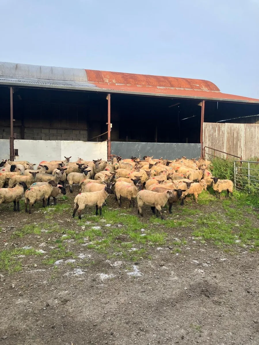 Lambs - Image 2