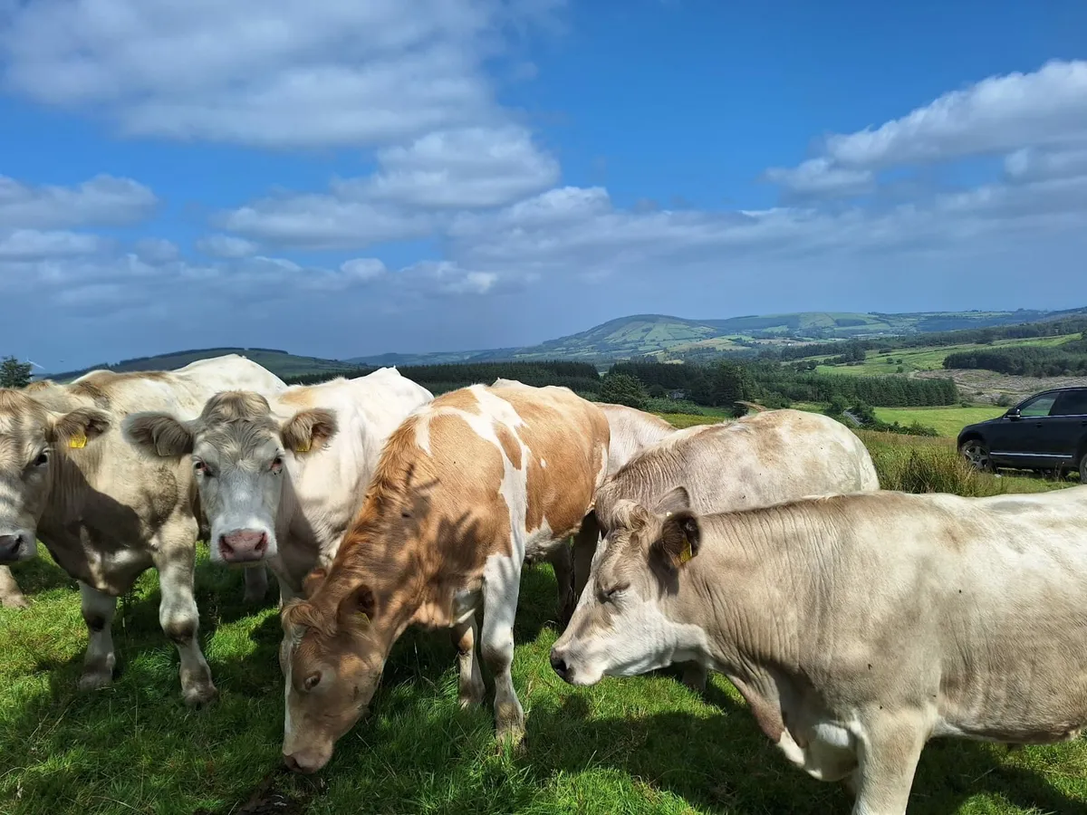 Organic Bullocks for Sale in Thurles Mart 11/8 - Image 2