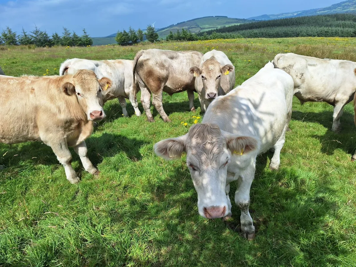 Organic Bullocks for Sale in Thurles Mart 11/8 - Image 1