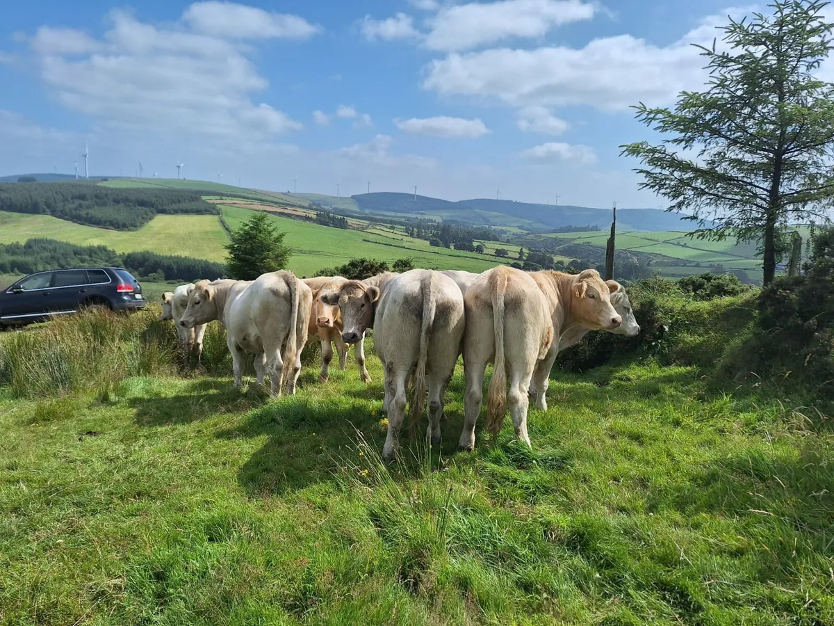 Organic Bullocks for Sale in Thurles Mart 11/8 - Image 3