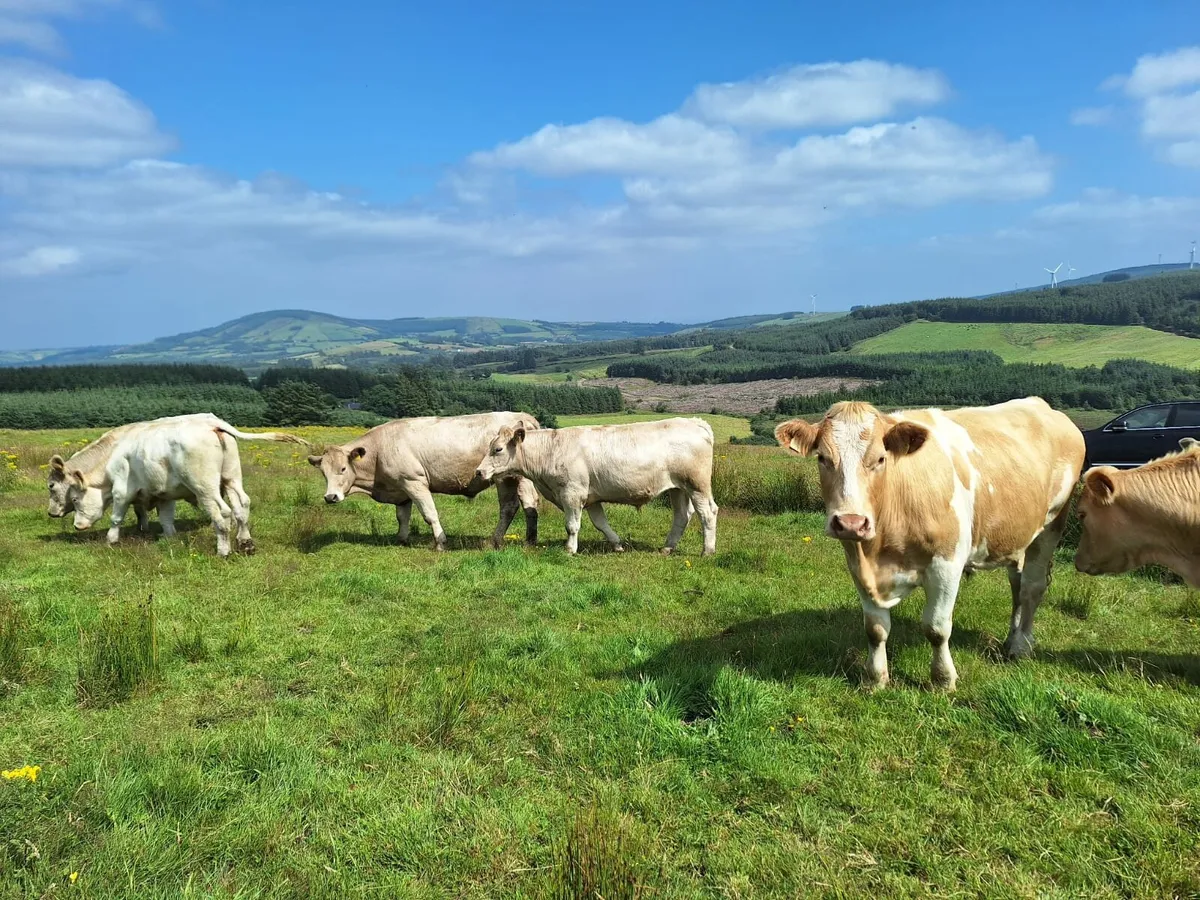 Organic Bullocks for Sale in Thurles Mart 11/8 - Image 4