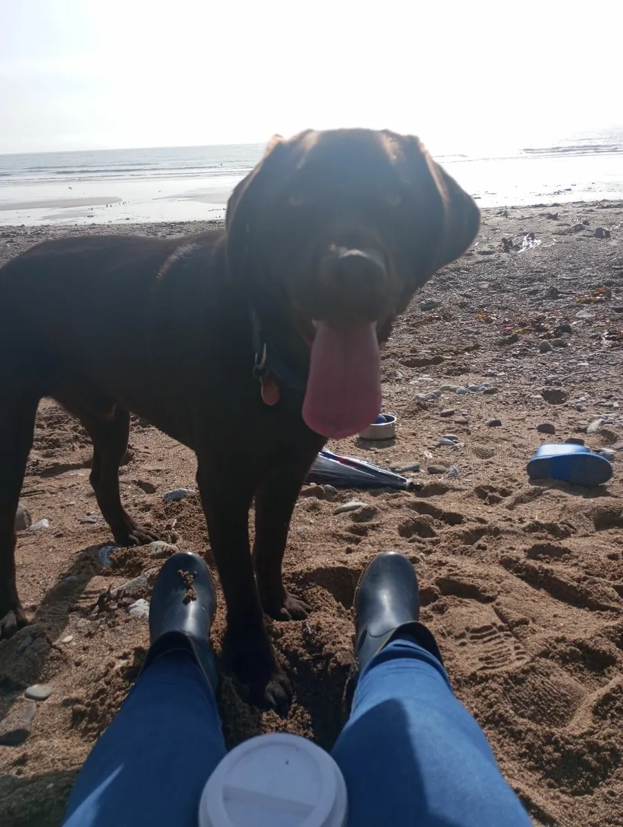 Dog walking and Training services
