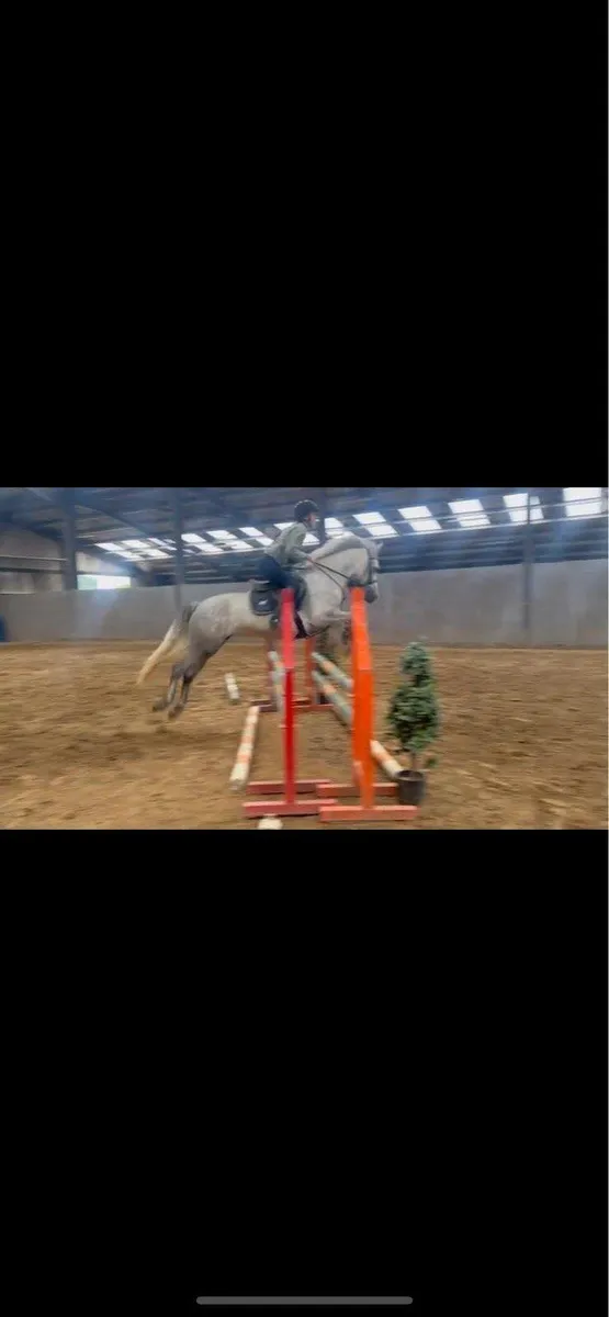 14.2 6yo Connemara Mare (I love you Melody) - Image 2