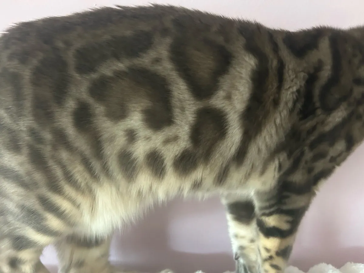 Bengal Female - Image 3