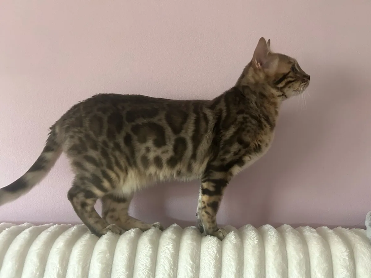 Bengal Female - Image 4