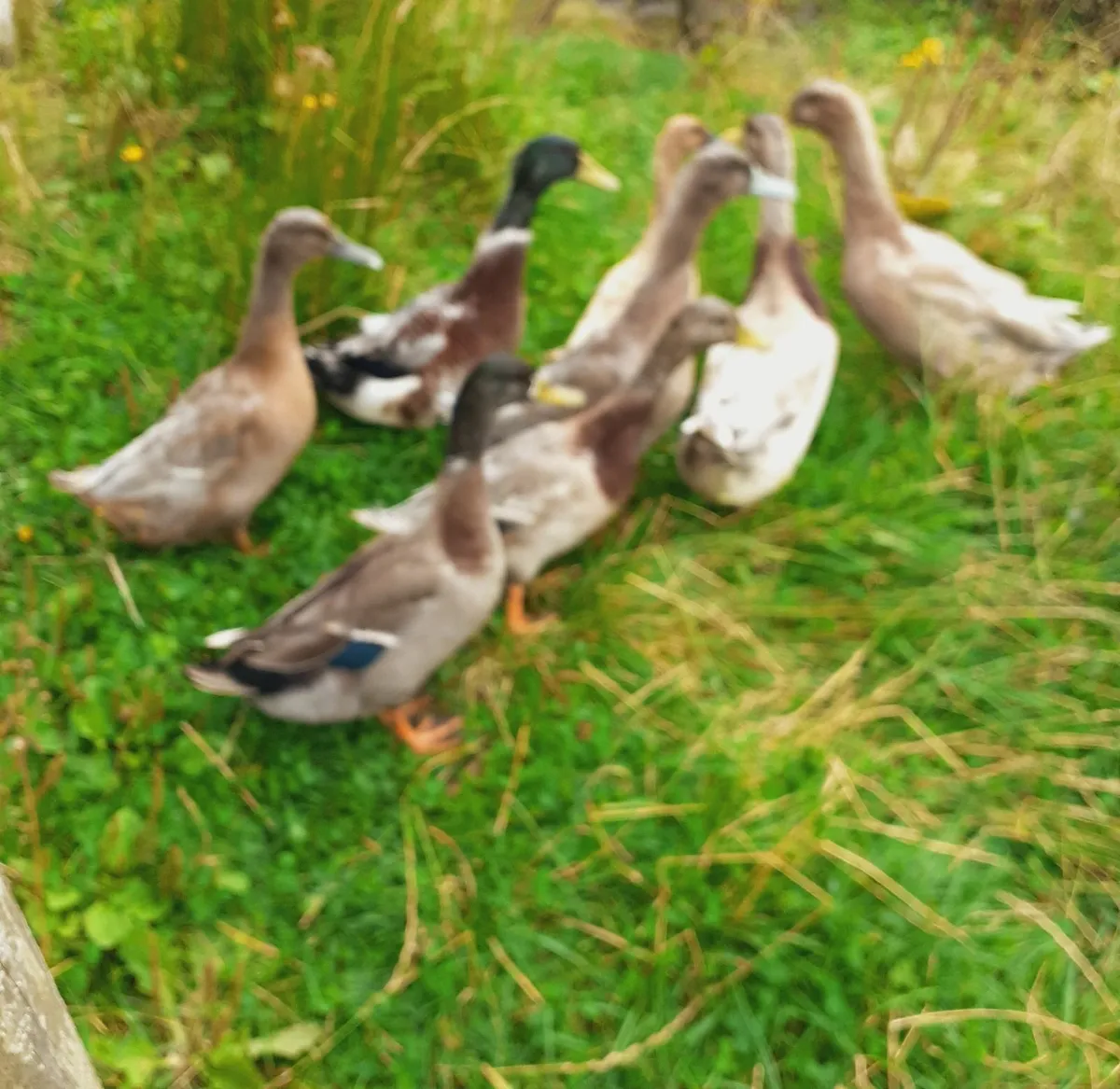 Serama bantam , Chicks , ducks/drakes - Image 2