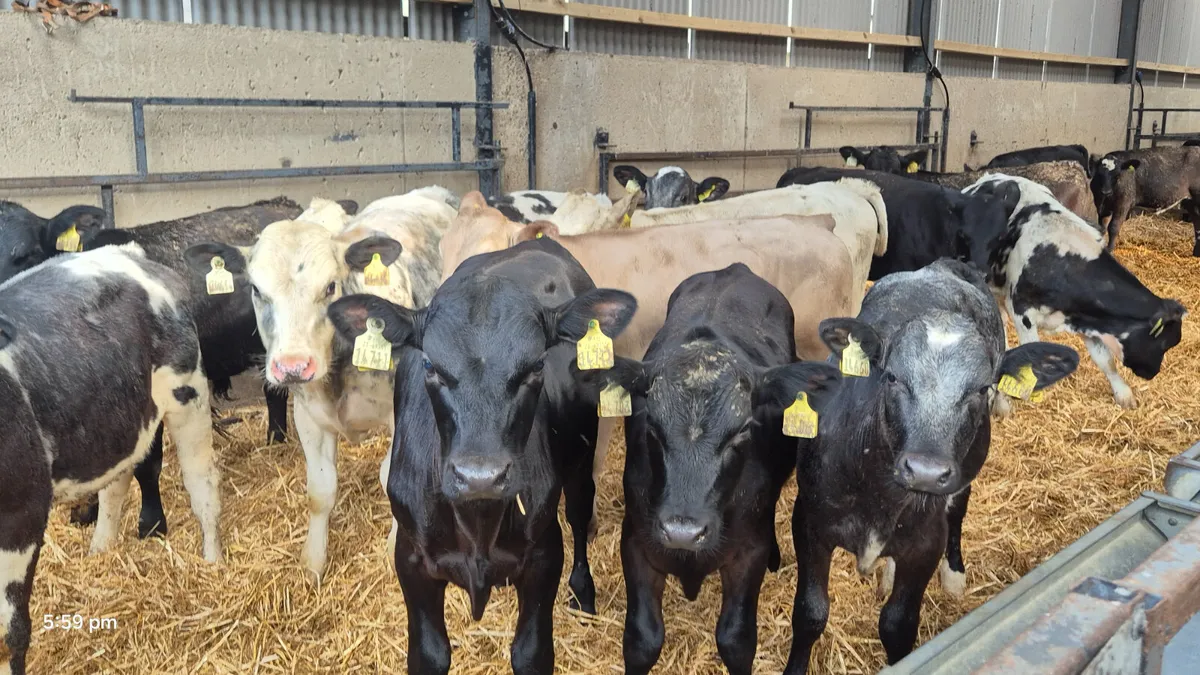 20 Bull weanlings for sale - Image 1