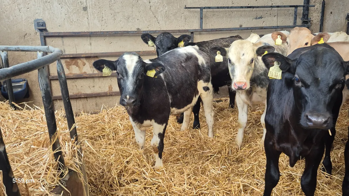 20 Bull weanlings for sale - Image 3