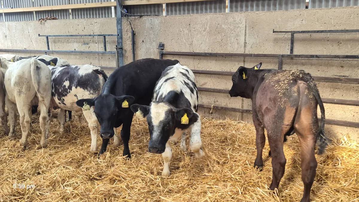 20 Bull weanlings for sale - Image 4