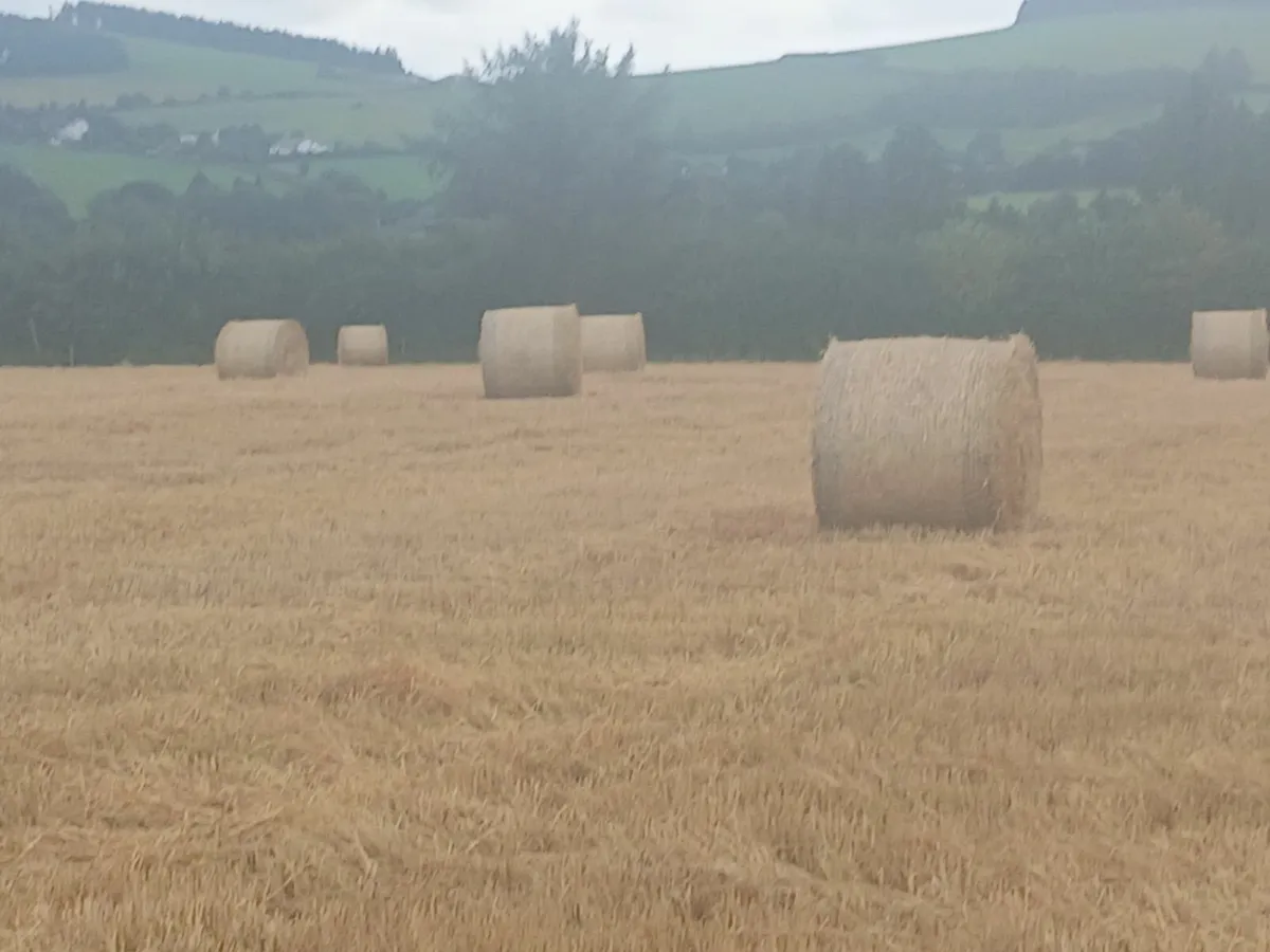 Bedding  and Feed - Image 1