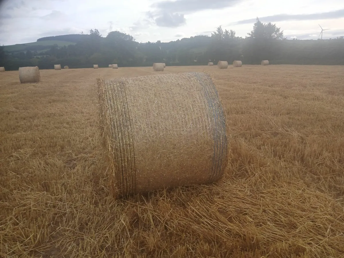 Bedding  and Feed - Image 2