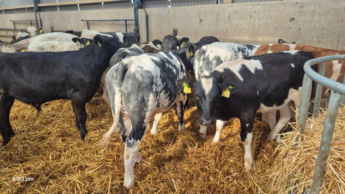 20 Super bull weanlings for sale - Image 1