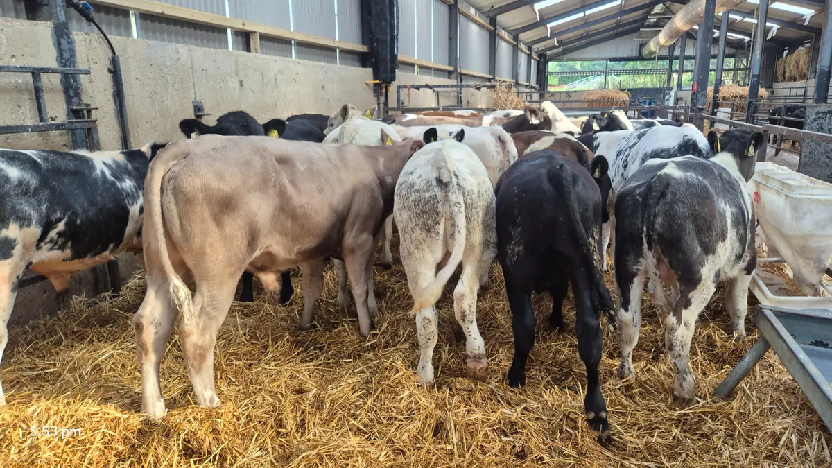 20 Super bull weanlings for sale - Image 4