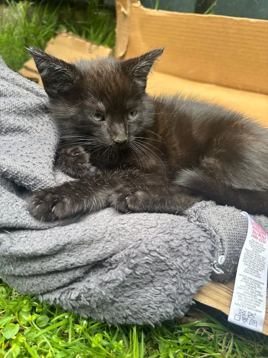 Kittens - Image 1