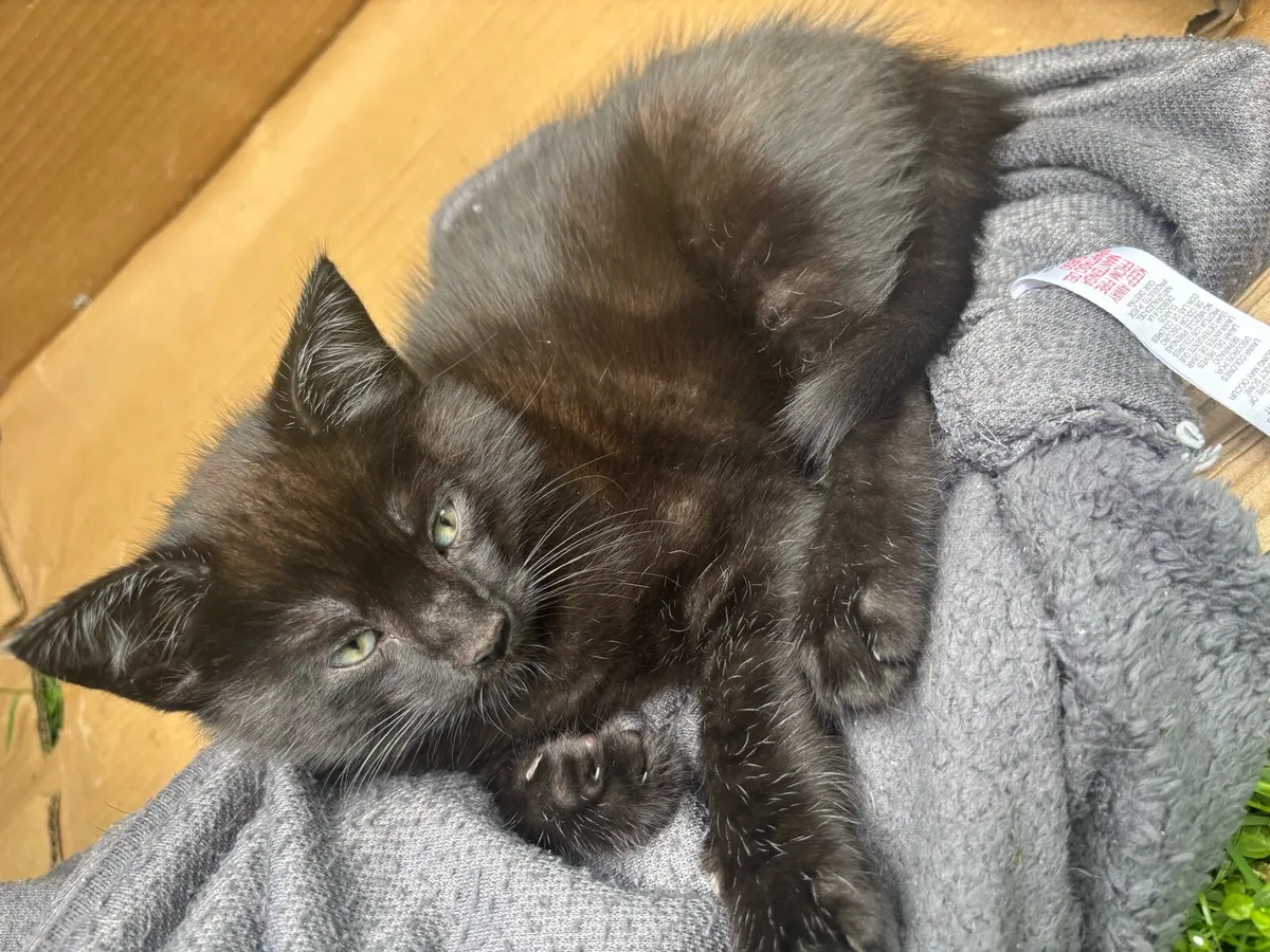 Kittens - Image 3