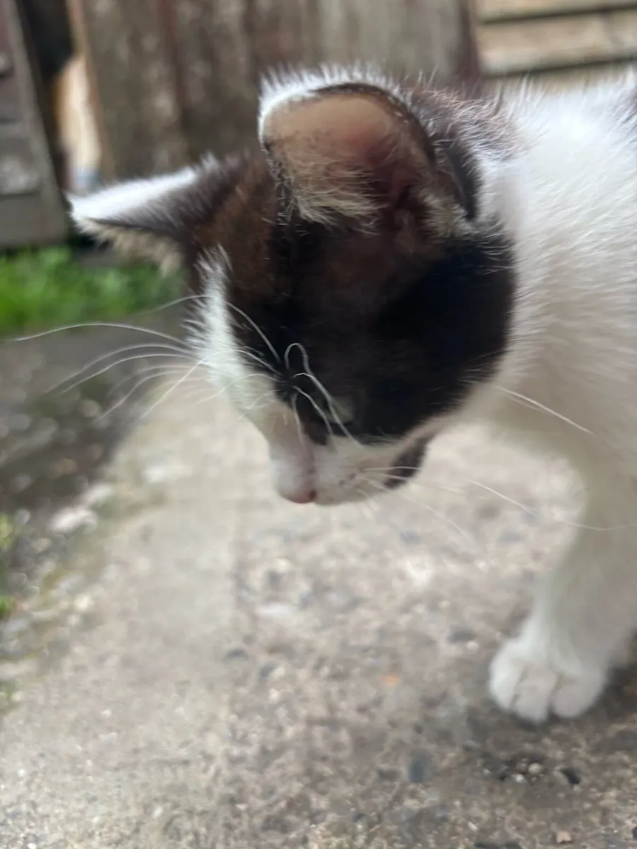 Kittens - Image 4